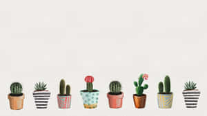 Assorted Cactus Collection Desktop Wallpaper