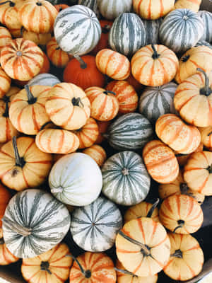 Assorted Mini Pumpkins Texture Wallpaper