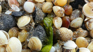 Assorted Sea Shellsand Seaweed Wallpaper