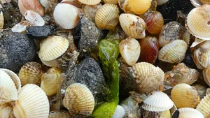 Assorted Sea Shellsand Seaweed Wallpaper