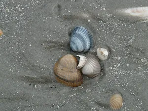 Assorted Sea Shellson Sandy Beach Wallpaper