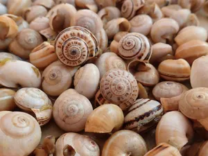 Assorted Seashells Texture Wallpaper