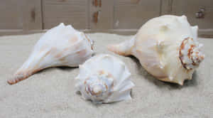 Assorted Whelk Shellson Sand Wallpaper