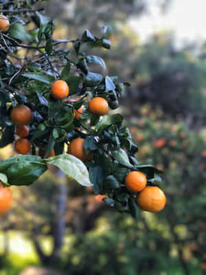 Assorted Winter Fruits On Wooden Table Wallpaper