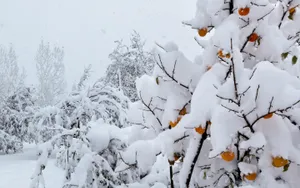 Assortment Of Delicious Winter Fruits Wallpaper