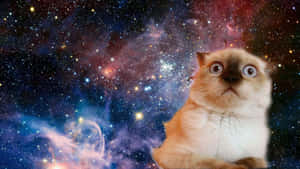 Astonished Cat Cosmic Backdrop.jpg Wallpaper