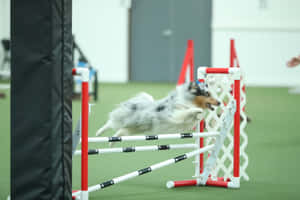 Athlete Dog Catching Frisbee In Mid-air Wallpaper