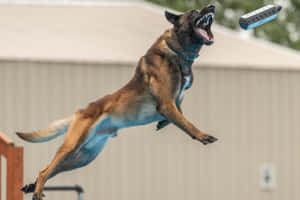 Athletic Dog Catching Frisbee During Outdoor Play Wallpaper