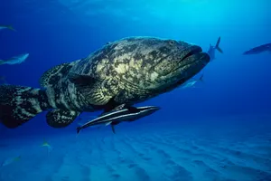 Atlantic Goliath Grouper Underwater Wallpaper