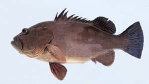 Atlantic Grouper Side View Wallpaper