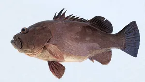 Atlantic Grouper Side View Wallpaper