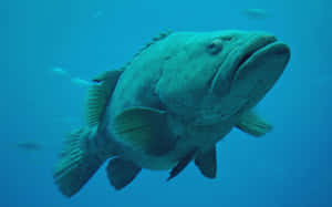 Atlantic Grouper Swimming Underwater.jpg Wallpaper