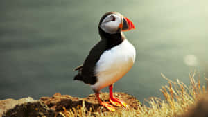 Atlantic Puffin On Cliff Edge Wallpaper