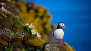 Atlantic Puffin On Cliff Edge.jpg Wallpaper