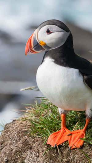 Atlantic Puffin Portrait Wallpaper