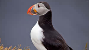 Atlantic Puffin Portrait Wallpaper