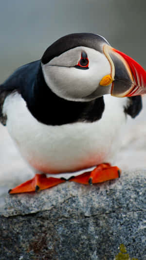 Atlantic Puffin Portrait Wallpaper