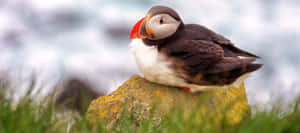 Atlantic Puffin Restingon Rock Wallpaper