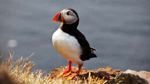 Atlantic Puffin Seaside Perch Wallpaper