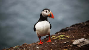 Atlantic Puffin Standing Cliffside Wallpaper