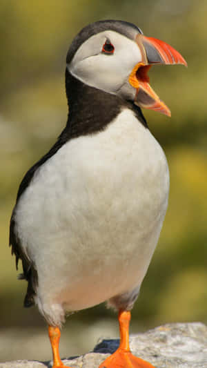 Atlantic Puffin Vocalizing.jpg Wallpaper