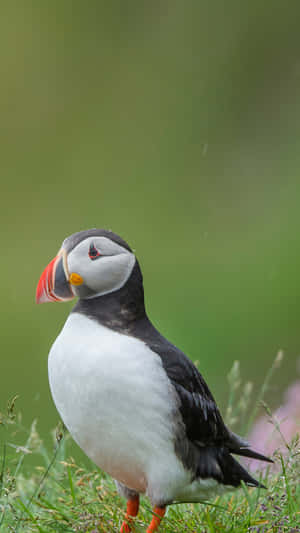 Atlantic Puffinin Grass Wallpaper