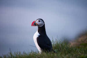 Atlantic Puffinin Grass Wallpaper