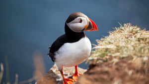 Atlantic Puffinon Cliff Edge Wallpaper