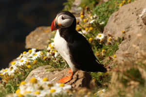 Atlantic Puffinon Cliffside Wallpaper