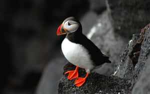 Atlantic Puffinon Rocky Cliff Wallpaper