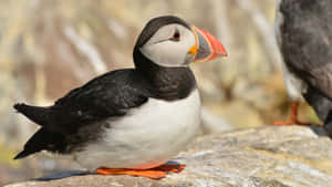 Atlantic Puffinon Rocky Shore Wallpaper