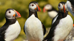 Atlantic Puffins Gathering.jpg Wallpaper