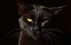 Atrocious Image Of A Cat With One Eye Wallpaper