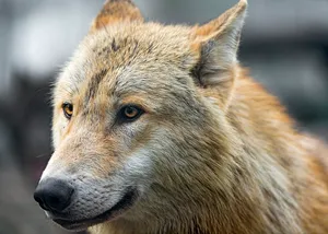 Attentive Beige Wolf Wallpaper