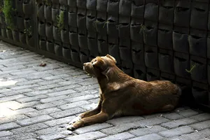 Attentive Brown Dog Wallpaper