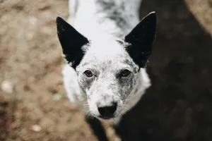 Attentive Cattle Dog Wallpaper