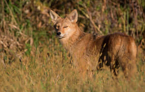 Attentive Coyote Wallpaper
