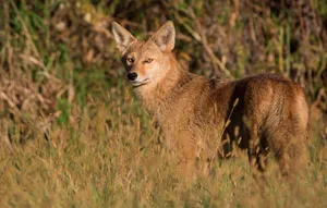 Attentive Coyote Wallpaper