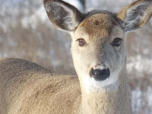Attentive Deer Wallpaper