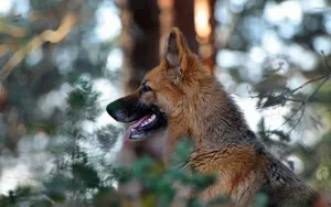 Attentive Dog Side View Wallpaper