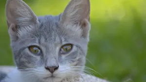 Attentive Gray Cat Wallpaper