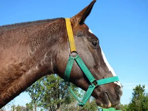 Attentive Horse Wallpaper