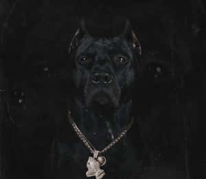 Attentive & Loyal: Meet The Black Pitbull Wallpaper