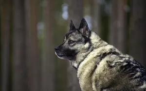 Attentive Norwegian Elkhound Dog Wallpaper