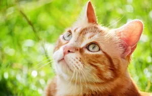 Attentive Orange Tabby Cat Wallpaper