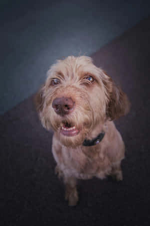 Attentive Shaggy Dog Portrait Wallpaper