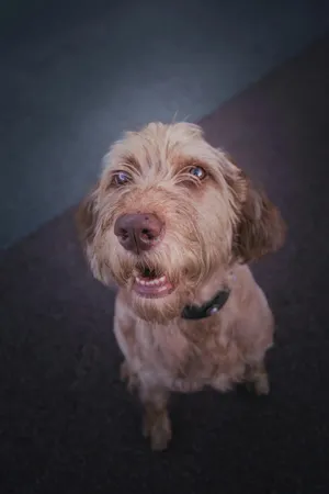 Attentive Shaggy Dog Portrait Wallpaper