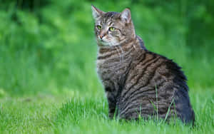 Attentive Tabby Cat Wallpaper
