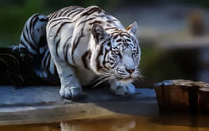 Attentive White Tiger Wallpaper