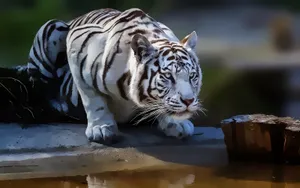 Attentive White Tiger Wallpaper